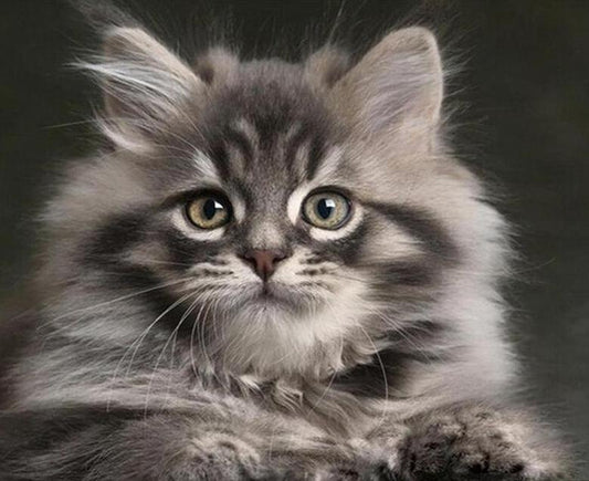 Gray Cat Paint by Numbers