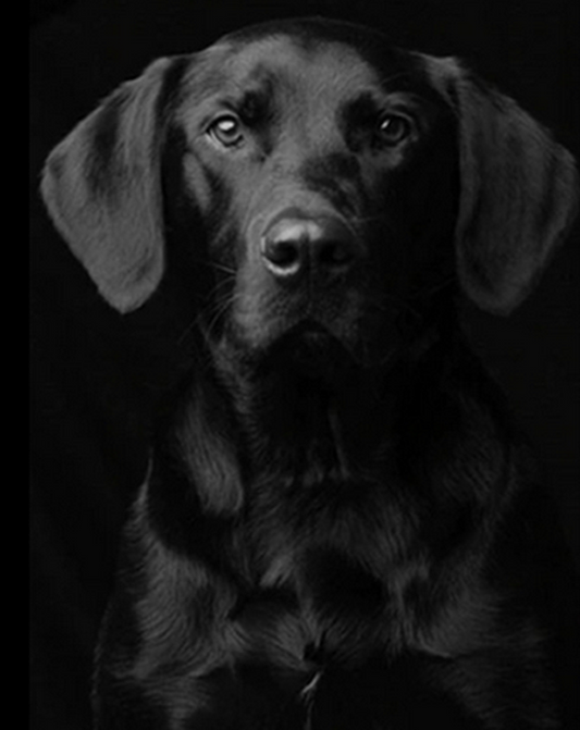 Black Dog Paint by Numbers