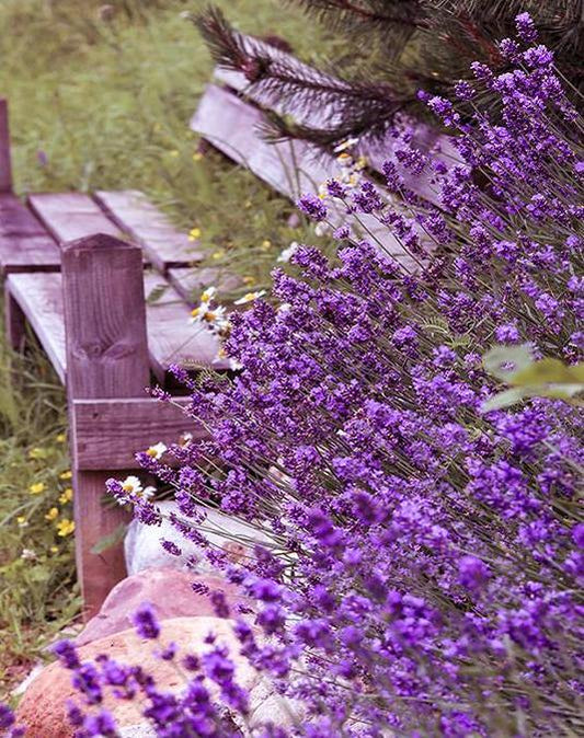 Butterfly Bush Paint by Numbers