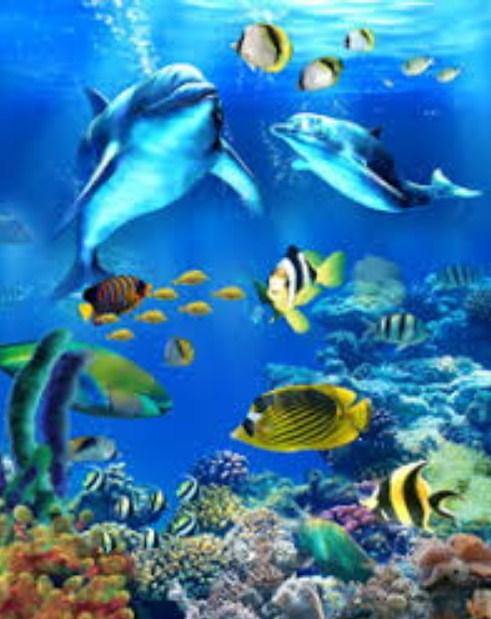 Cute Dolphins Paint by Numbers
