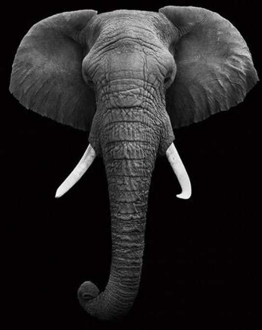 Elephant Wall Art Paint by Numbers