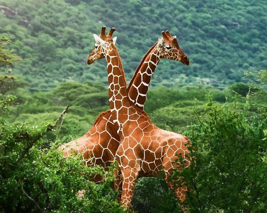 Giraffe Pair Paint by Numbers