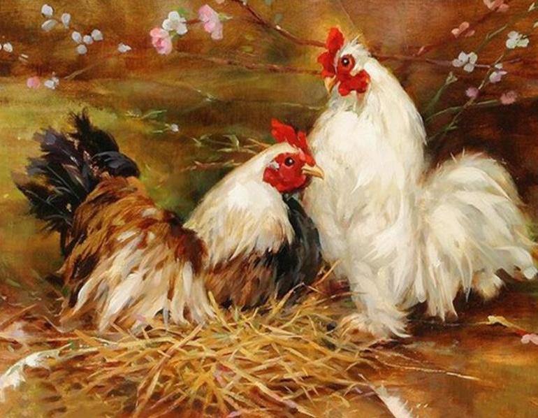 Roosters Paint by Numbers