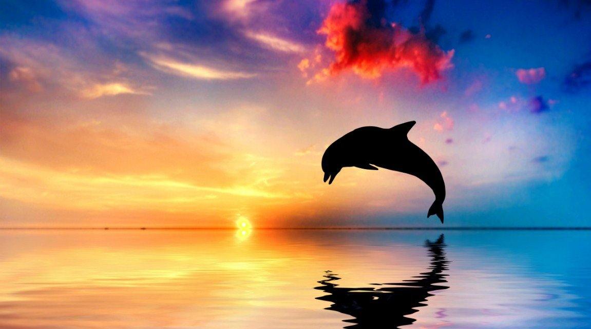 Diving Dolphin Paint by Numbers