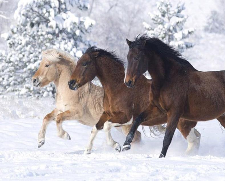 Stunning Horses Painting by Numbers