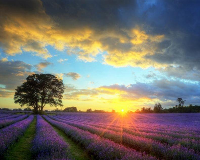 Lavender Fields Paint by Numbers