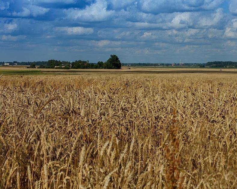 Wheat Fields Paint by Numbers