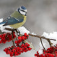 Bird in Winter Paint by Numbers