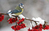 Bird in Winter Paint by Numbers