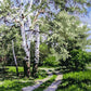  Forest Paint by Numbers