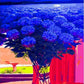 Abstract Floral Art Paint by Numbers