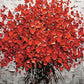 Floral Art Paint by Numbers