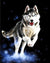 Adorable Husky Paint by Numbers - Paint by Numbers Home