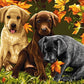 Puppies Painting by Numbers Kit