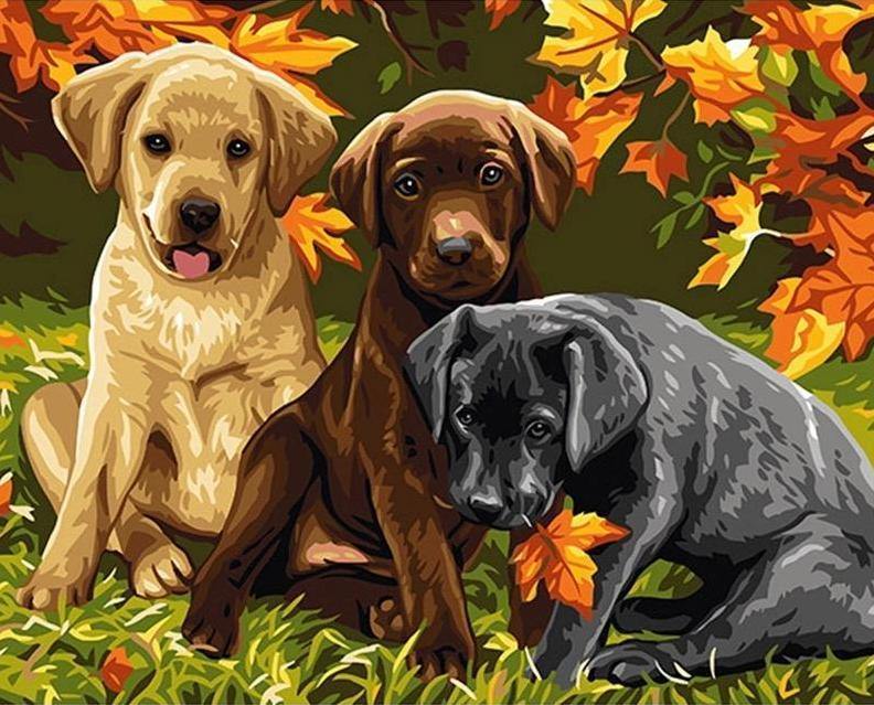Puppies Painting by Numbers Kit