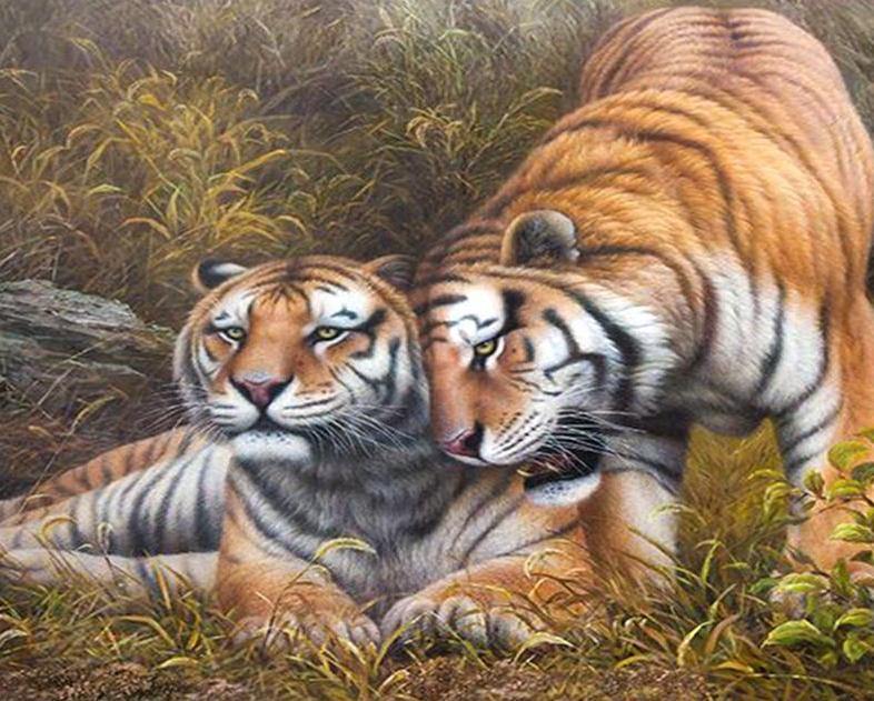 Tigers Pair Paint by Numbers