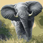 African Elephant Paint by Numbers