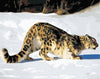 Snow Leopard Paint by Numbers