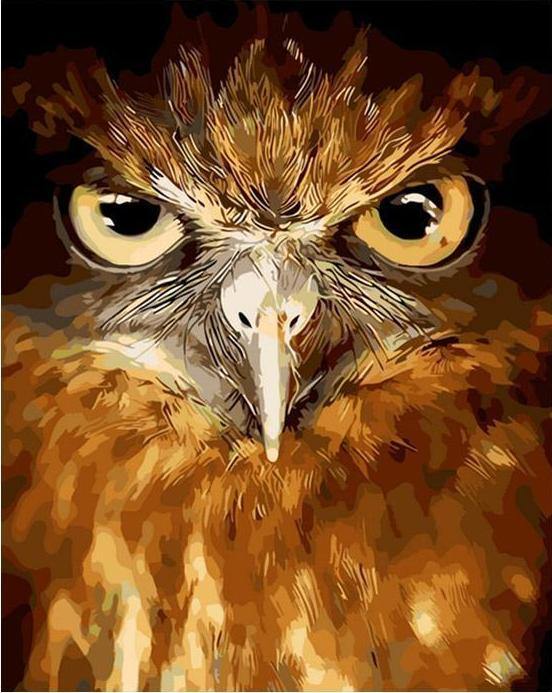 Owl Stare Paint by Numbers