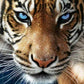 Angry Tiger Paint by Numbers