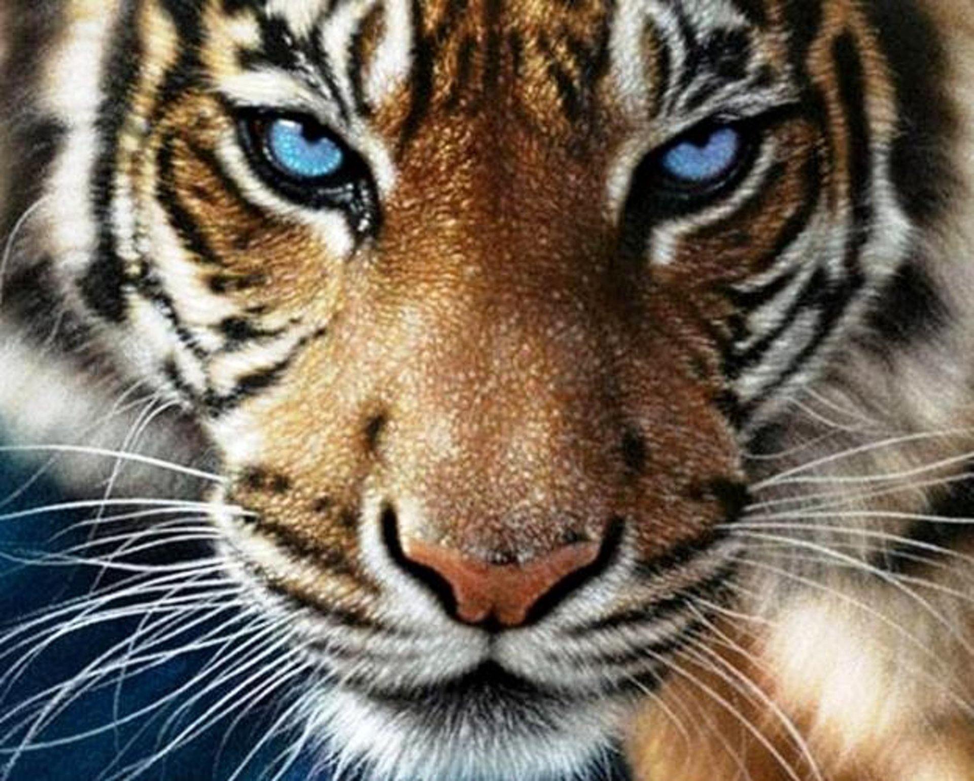 Angry Tiger Paint by Numbers