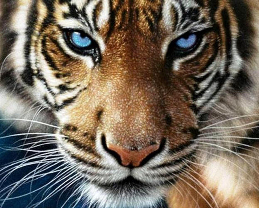 Angry Tiger Paint by Numbers