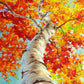 Autumn Tree Paint by Numbers Kit