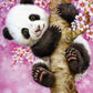 Baby Panda Paint by Numbers