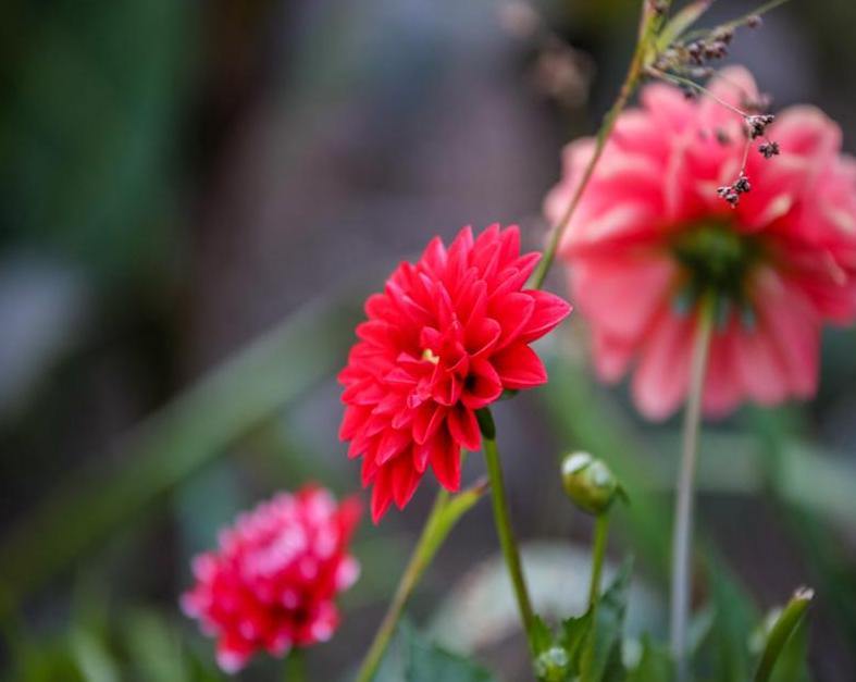 Dahlia Flowers Painting by Numbers