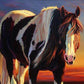 Horse with Long Hair Paint by Numbers