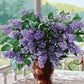 Lavender Flowers Paint by Numbers