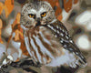 Starring Owl Paint by Numbers