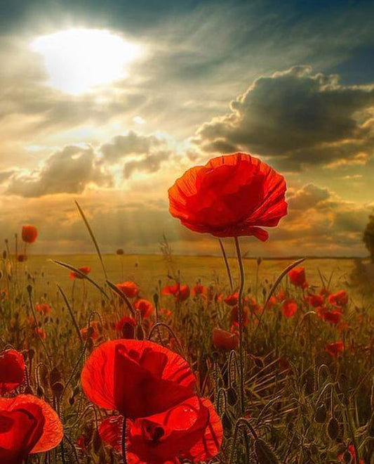 Sunrise & Poppy Fields Paint by Numbers