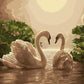Swans Pair Paint by Numbers