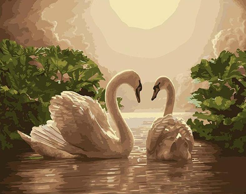 Swans Pair Paint by Numbers