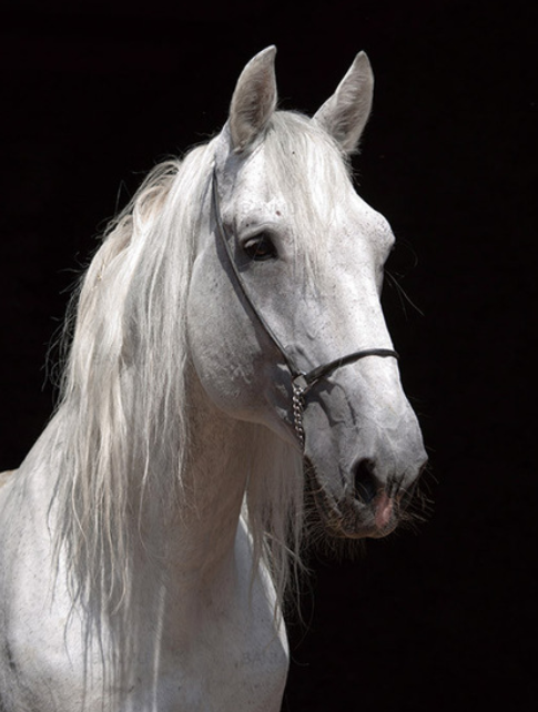 Horse Paint by Numbers