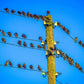 Birds on Cables Paint by Numbers