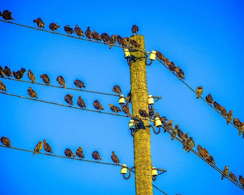 Birds on Cables Paint by Numbers