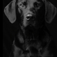 Black Dog Paint by Numbers