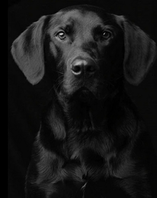 Black Dog Paint by Numbers