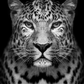 Black & White Leopard Paint by Numbers