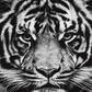 Black & White Starring Tiger Painting Kit