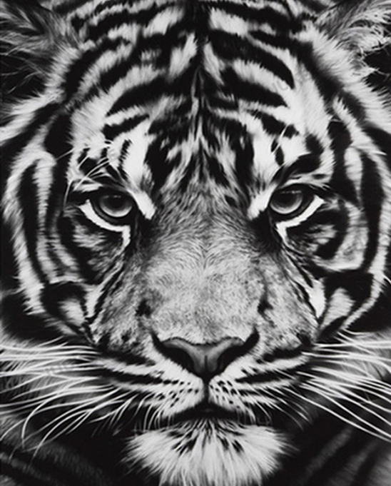Black & White Starring Tiger Painting Kit