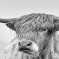 Black & White Yak Head Paint by Numbers