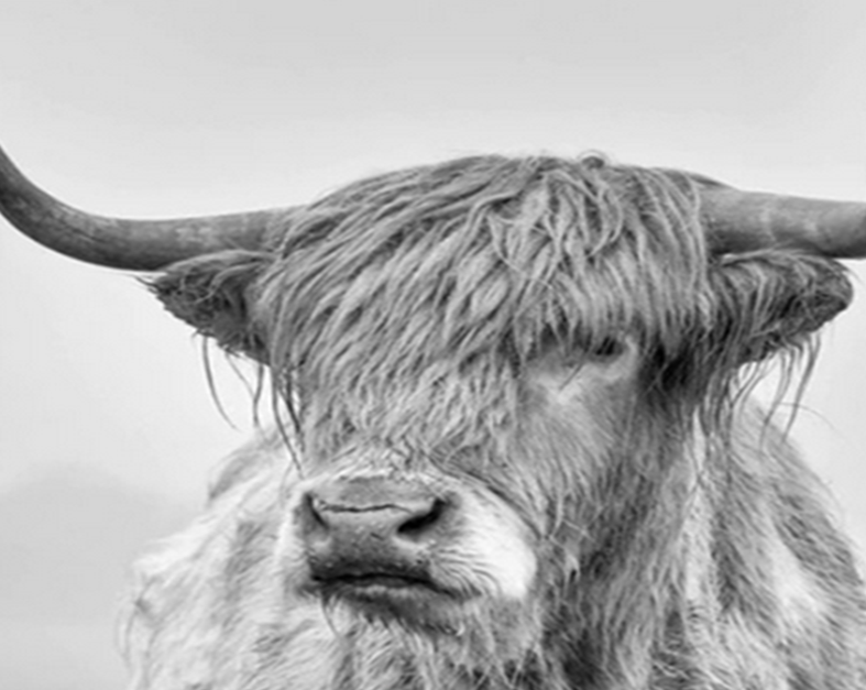 Black & White Yak Head Paint by Numbers