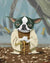 Boston Terrier Yoda Paint by Numbers