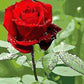 Red Rose Paint by Numbers