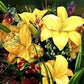 Yellow Lilies Painting by Numbers