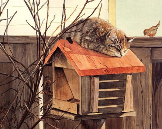 Cat on Birds House Paint by Numbers