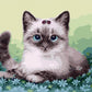 Cute Cat Paint by Numbers
